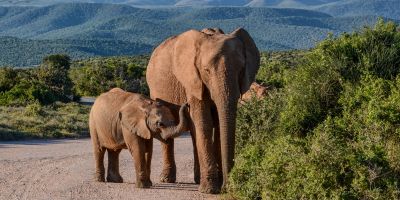 Pédopsychiatrie, difficultés scolaires, ⁠TDAH, haut potentiel
